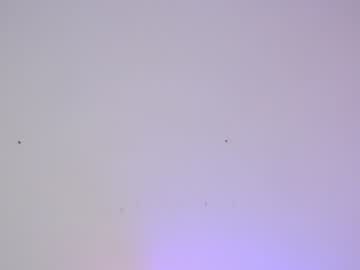 Cam stars girl sapphirealice image #1408343