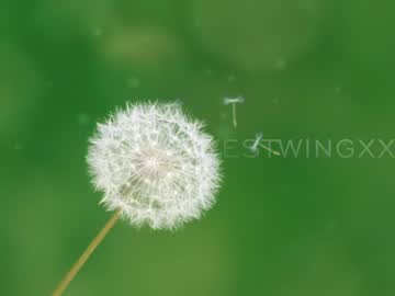 Cam stars couple thewestwingxxx image #2237204