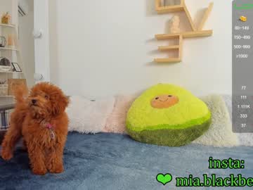 Cam stars girl _blaackberry image #1145035